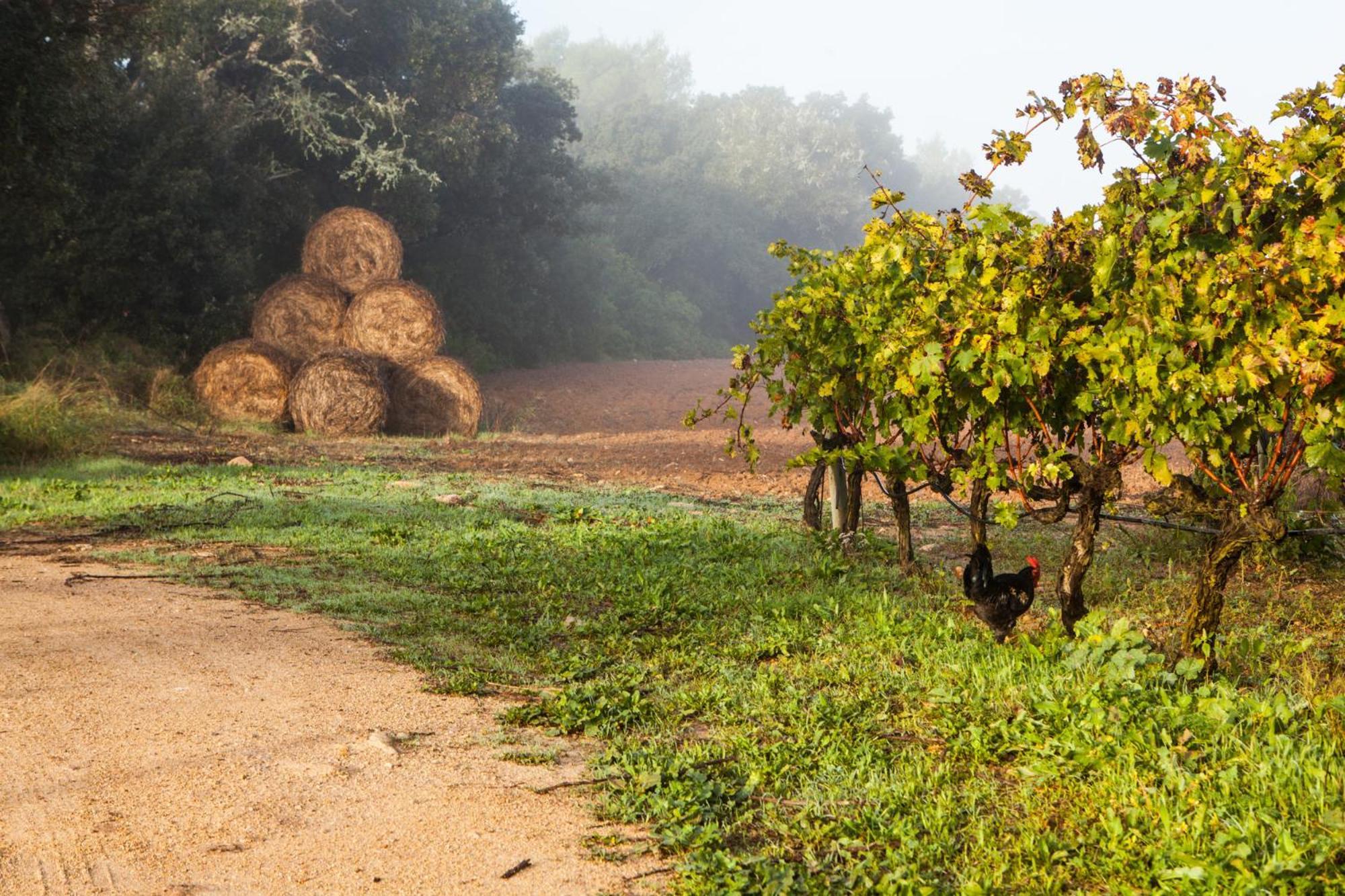 Oliver Moragues Grandhouse & Vineyard Algaida  Exterior photo